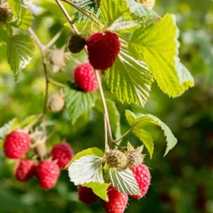 Joan Raspberry Plant Bare Root - Easy Grow Fruit Plant