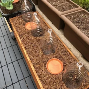 Joan Raspberry Plant Bare Root - Easy Grow Fruit Plant