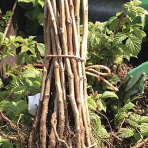 Joan Raspberry Plant Bare Root - Easy Grow Fruit Plant
