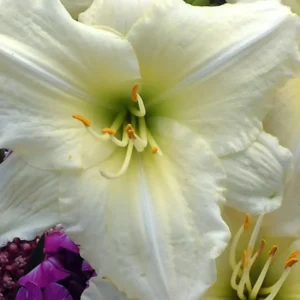 Joan Senior Daylily Fans Root Systems - White Flowering Daylily Plant