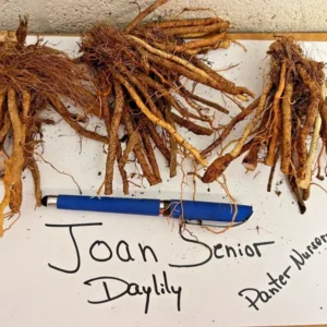 Joan Senior Daylily Fans Root Systems - White Flowering Daylily Plant