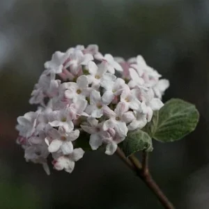 Juddi Viburnum Flowering Shrub - 2.5
