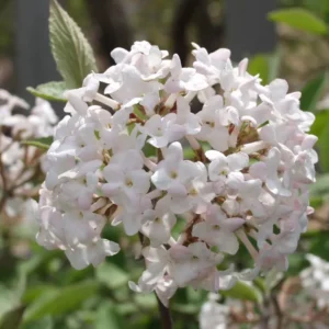 Juddi Viburnum Flowering Shrub - 2.5" Pot - Fragrant Spring Blooms