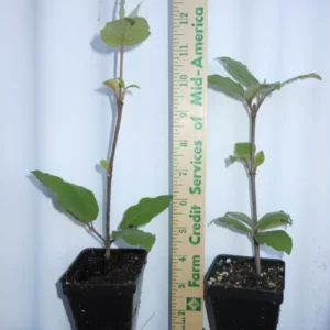 Juddi Viburnum Flowering Shrub - 2.5