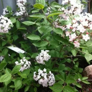Juddi Viburnum Flowering Shrub - 2.5