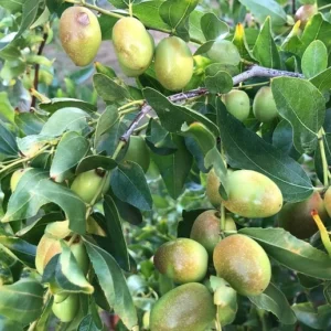 Jujube GA866 Grafted Tree - 2 Feet Tall - Ships in Pot - Fruit Tree