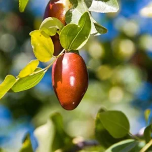 Jujube GA866 Grafted Tree - 2 Feet Tall - Ships in Pot - Fruit Tree