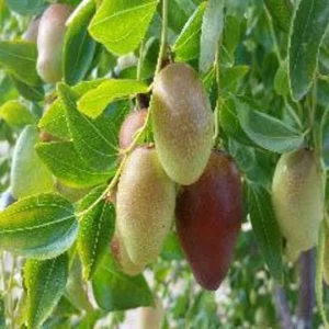 Jujube GA866 Grafted Tree - 2 Feet Tall - Ships in Pot - Fruit Tree