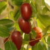 Jujube Ga 866 Tree 3-4 Ft Tall Grafted Fruit Tree 3 Gal Pot