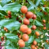 Jujube Honey Jar Tree - 3 Ft Tall Grafted Fruit Tree - 3 Gal Pot