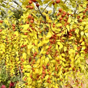 Jujube Honey Jar Tree - 3 Ft Tall Grafted Fruit Tree - 3 Gal Pot