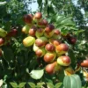Jujube Lang Tree - Grafted Fruit Tree - 3 Feet Tall - Ships in 3 Gal Pot