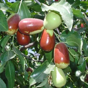 Jujube Lang Tree - Grafted Fruit Tree - 3 Feet Tall - Ships in 3 Gal Pot