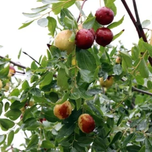 Jujube Lang Tree - Grafted Fruit Tree - 4 ft Tall - 3 Gal Pot