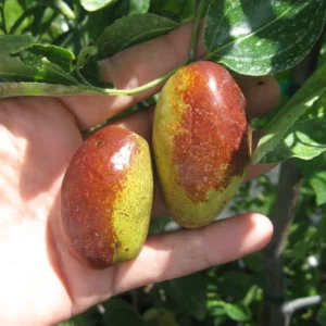 Jujube Lang Tree - Grafted Fruit Tree - 4 ft Tall - 3 Gal Pot