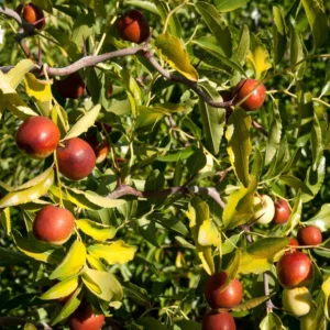 Jujube Li Tree Grafted - 2-3 ft Tall - Ready to Plant