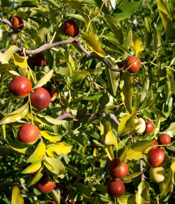 Jujube Li Tree Grafted - 2-3 ft Tall - Ready to Plant