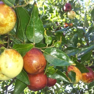 Jujube Li Tree Grafted - 2-3 ft Tall - Ready to Plant