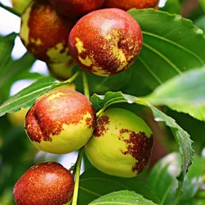 Jujube Li Tree - Grafted Fruit Tree - 1 to 2 Feet Tall - 6 Inch Pot