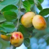 Jujube Li Tree - Grafted Fruiting Tree - 2 to 3 Feet Tall