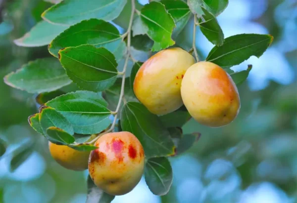 Jujube Li Tree - Grafted Fruiting Tree - 2 to 3 Feet Tall
