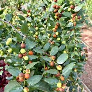 Jujube Sugar Can Tree - Grafted Fruit Tree - 1-2 ft Tall - 6