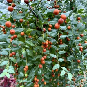Jujube Sugar Can Tree - Grafted Fruit Tree - 1-2 ft Tall - 6" Pot