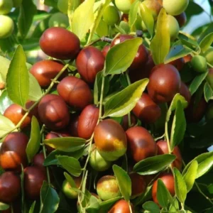 Jujube Tree - Grafted Shanxi Li Variety - 2 Feet Tall Potted Tree