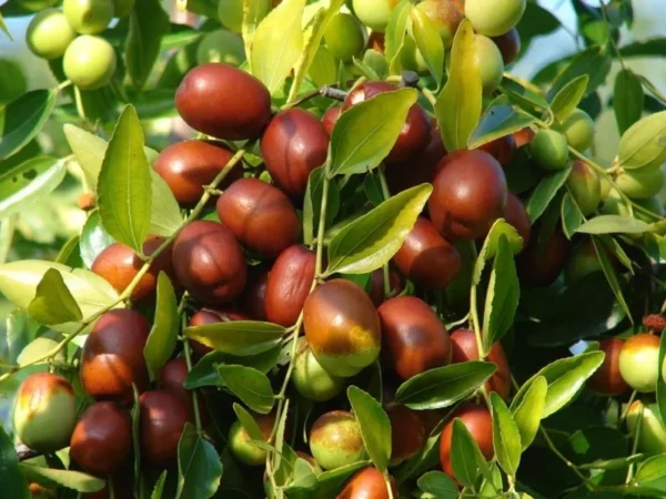 Jujube Tree - Grafted Shanxi Li Variety - 2 Feet Tall Potted Tree