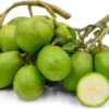 June Plum Tree - 2 to 3 Feet Tall - Tropical Fruit Tree in 3-Gal Pot - Not Ship CA