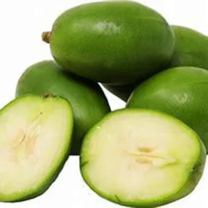 June Plum Tree - 2 to 3 Feet Tall - Tropical Fruit Tree in 3-Gal Pot - Not Ship CA