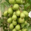 June Plum Tree Spondias Dulcis Plant - 3-4 Feet Tall - 3 Gal Pot Fruit Tree
