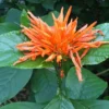 Justicia Spicigera Plant - Mexican Honeysuckle in 6" Pot - Orange Flowers