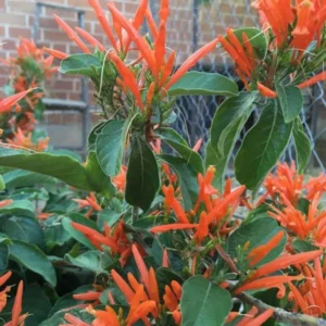 Justicia Spicigera Plant - Mexican Honeysuckle in 6