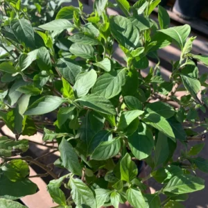 Justicia Spicigera Plant - Mexican Honeysuckle in 6