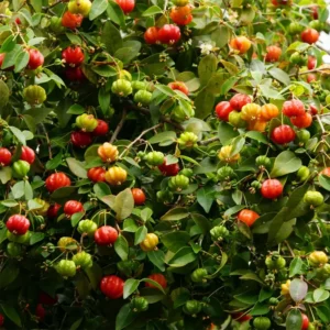 Surinam Cherry Tree - 1 ft Tall Plant - Shipped in 6
