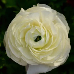 Ranunculus White Shade Bulbs 25 Pack Jumbo Size
