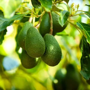 Avocado Tree - 1 Feet Tall Grafted Tree - Fruit Tree Sapling