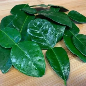 Kaffir Lime Tree - 2 to 3 Ft Citrus Plant - 2 Gallon - Fragrant Leaves - Indoor/Outdoor - Not Ship CA