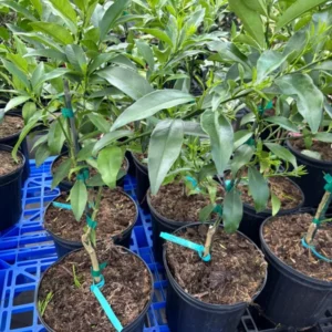 Kaffir Lime Tree - 2 to 3 Ft Citrus Plant - 2 Gallon - Fragrant Leaves - Indoor/Outdoor - Not Ship CA