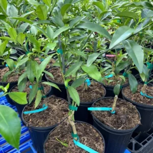 Kaffir Lime Tree - 2 to 3 Ft Citrus Plant - 2 Gallon - Fragrant Leaves - Indoor/Outdoor - Not Ship CA