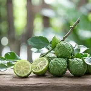 Kaffir Lime Tree - 2 to 3 Ft Citrus Plant - 2 Gallon - Fragrant Leaves - Indoor/Outdoor - Not Ship CA