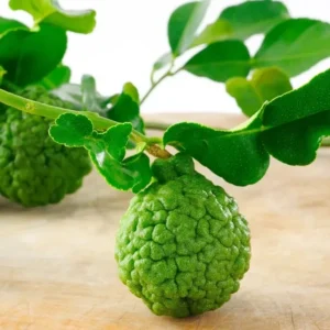 Kaffir Lime Tree - Live Grafted Citrus Plant - 2 to 3 Feet - For Indoor/Outdoor Gardening - Fragrant Leaves - Not Ship CA