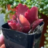 Kalanchoe Longiflora Coccinea Succulent in 2" Pot - Tugela Cliff-kalanchoe