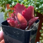 Kalanchoe Longiflora Coccinea Succulent in 2" Pot - Tugela Cliff-kalanchoe