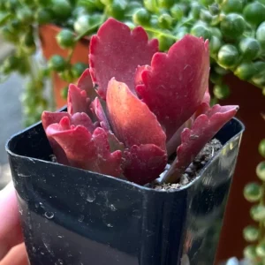Kalanchoe Longiflora Coccinea Succulent in 2