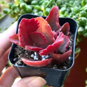 Kalanchoe Longiflora Coccinea Succulent in 2" Pot - Tugela Cliff-kalanchoe