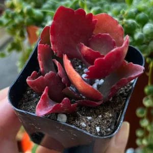 Kalanchoe Longiflora Coccinea Succulent in 2
