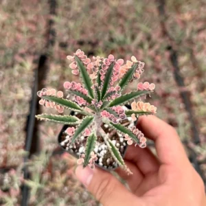Kalanchoe Pink Butterfly Rare Succulent Live Rooted Plant 2'' Pot Variegated