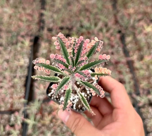 Kalanchoe Pink Butterfly Rare Succulent Live Rooted Plant 2'' Pot Variegated
